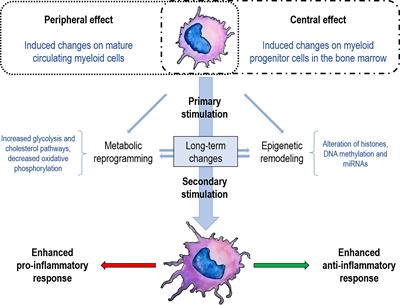 Trained Immunity Contribution to Autoimmune and Inflammatory Disorders